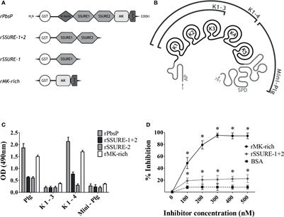 Frontiers Lysine Residues In The MK Rich Region Are Not Required For